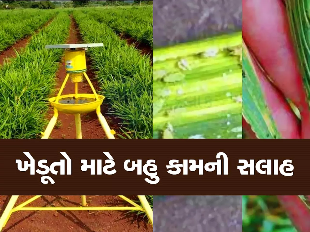 ખેતરમાંથી જીવાત ભગાડવાનો જોરદાર નુસ્ખો, એક લાઈટ બધી જીવાતોને ગળી જશે