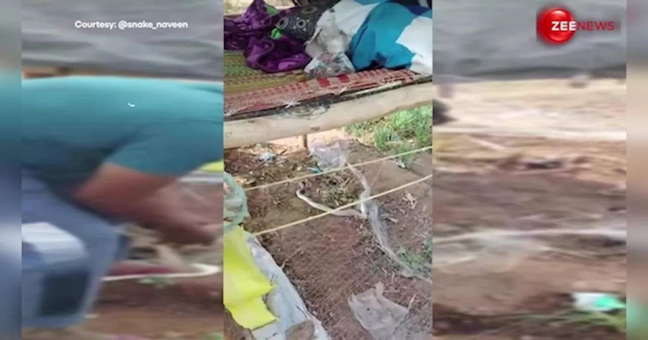 Snake Viral Video: जाल में बुरी तरह फंसा हुआ था King Cobra, मदद करने के लिए शख्स ने दांव पर लगा दिए अपने प्राण!