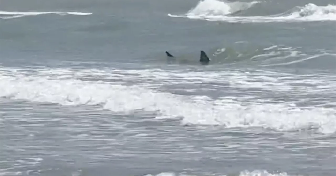 Multiple people injured after shark attacks in Texas and Florida on Fourth of July