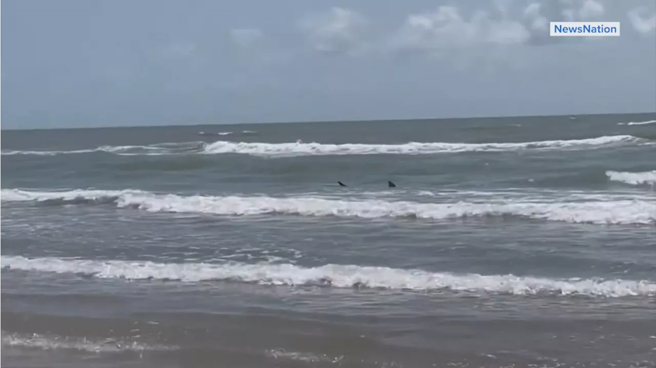 Multiple shark attacks reported on Texas beach during July Fourth celebrations