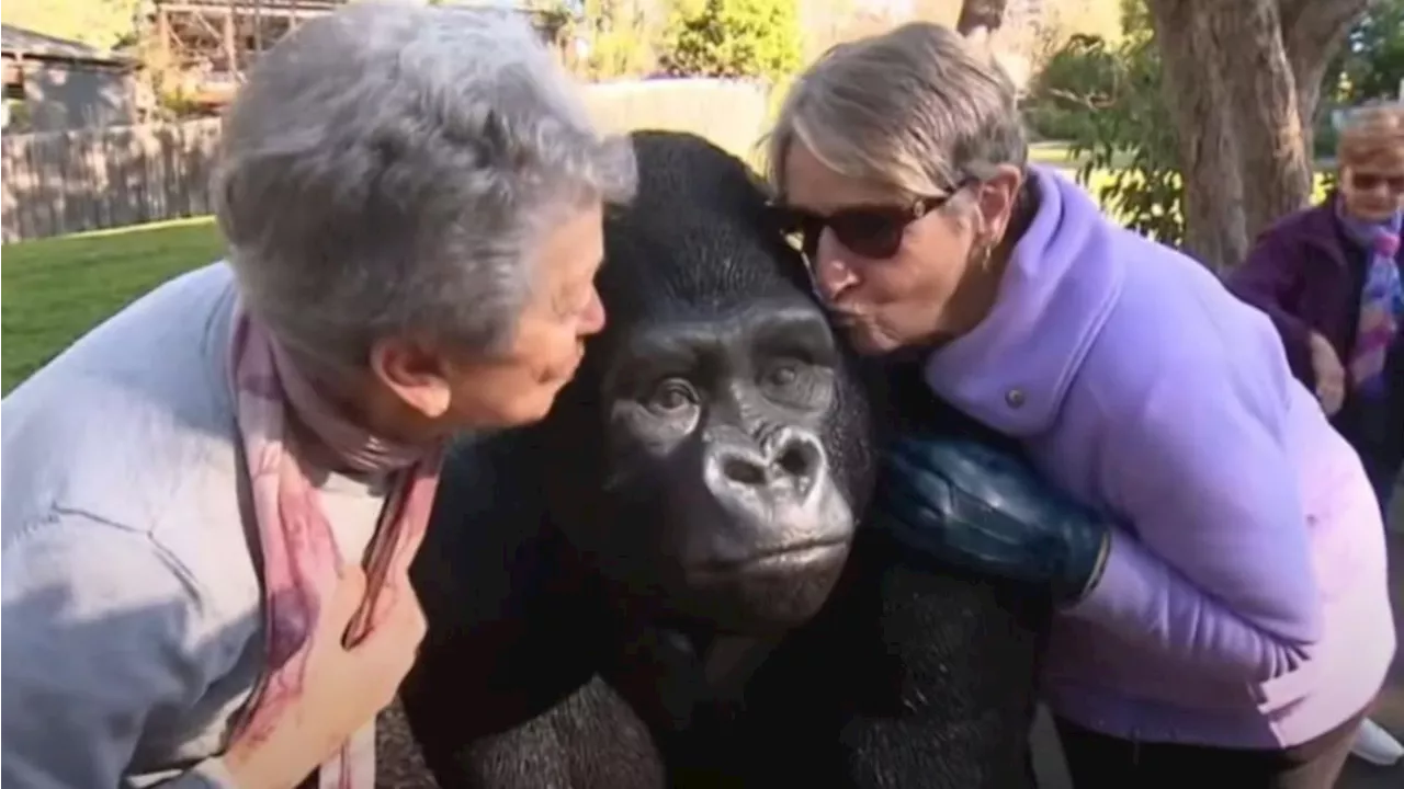 ‘Great outcome’: Man charged over theft of much-loved St Helena retirement village gorilla statue