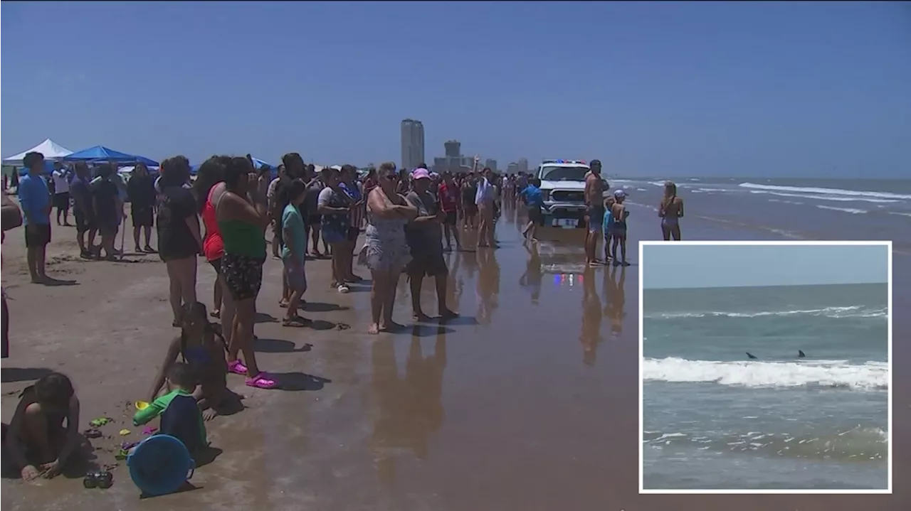 Shark attack in Texas leaves several people hurt on Fourth of July