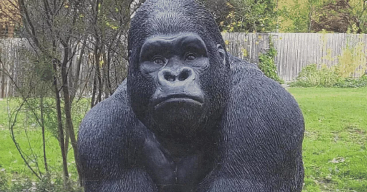 Man charged for allegedly swiping Garry the gorilla statue from retirement village