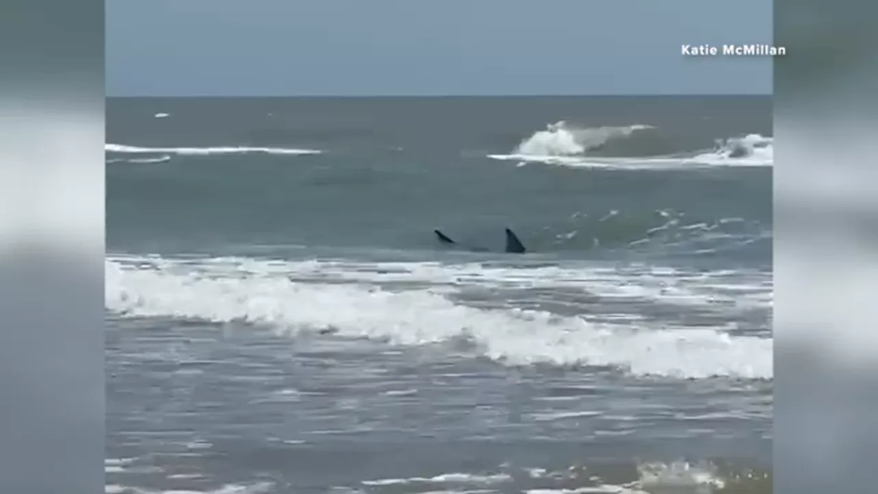 Man suffers severe shark bite on South Padre Island during July 4th celebrations