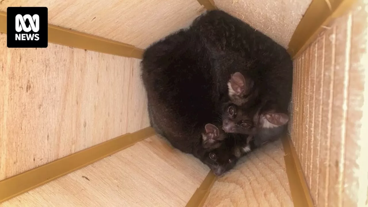 Endangered greater gliders spotted in Batlow nesting box ignite hope for fire-ravaged colony