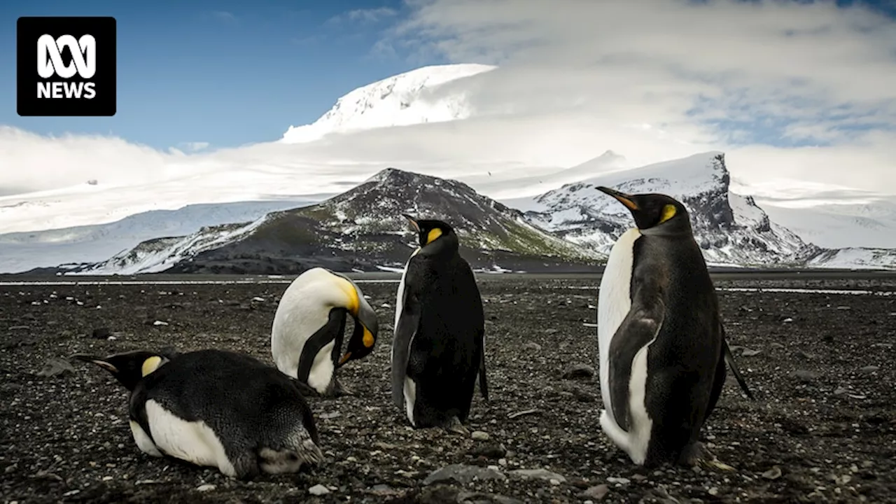 Government flags massive expansion of marine park for 'untouched' Heard and McDonald Islands