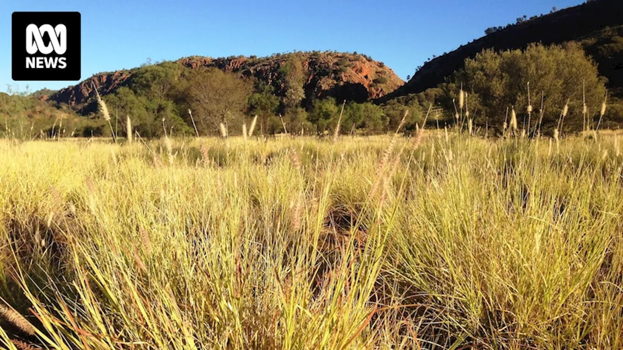 Invasive buffel grass declared a weed in the Northern Territory