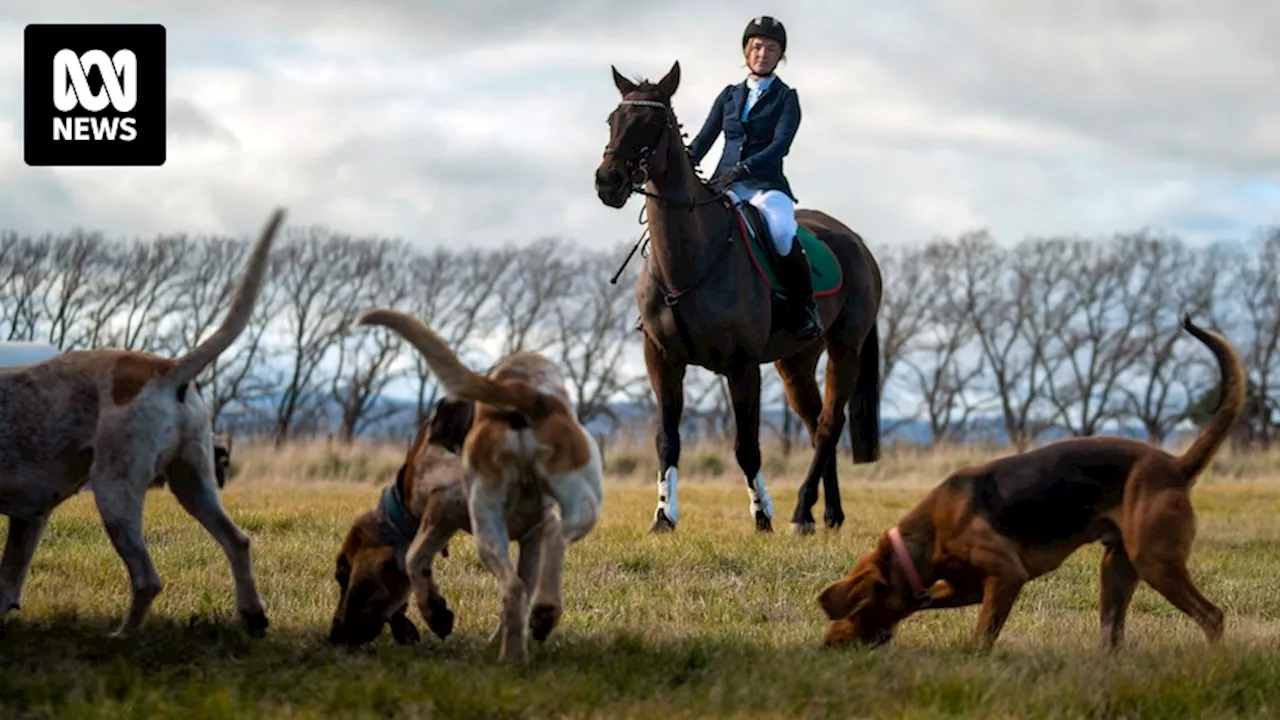 This horse and hound hunt club in northern Tasmania is run by women and kills no animals