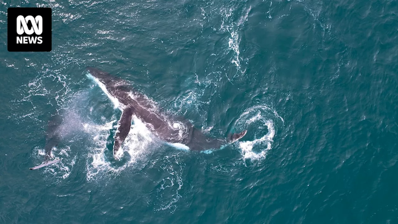 University of Queensland research finds whales were less stressed during early COVID pandemic