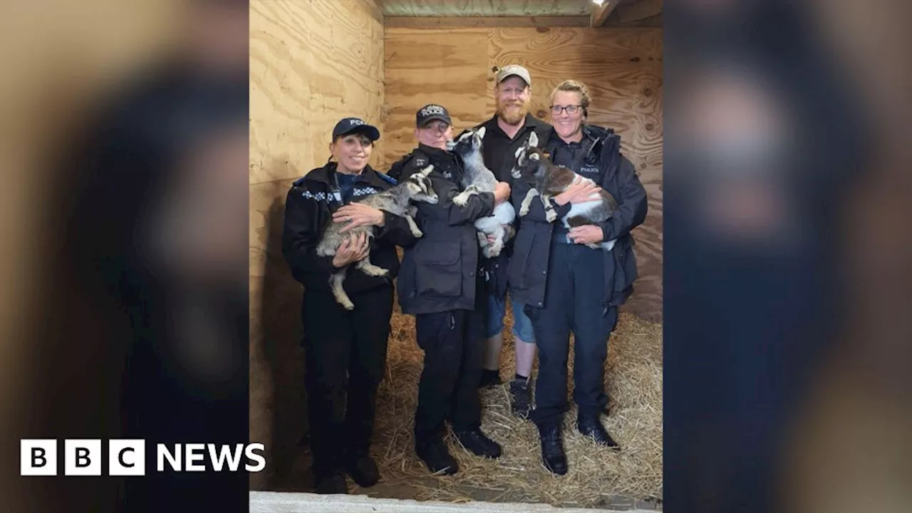 East Sussex: Stolen baby pygmy goats reunited with owners