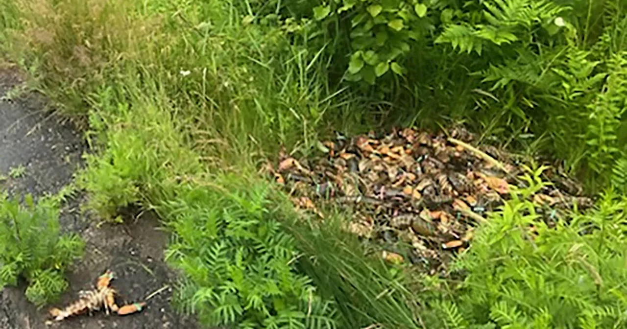 Someone dumped a huge pile of lobster along an Ontario highway