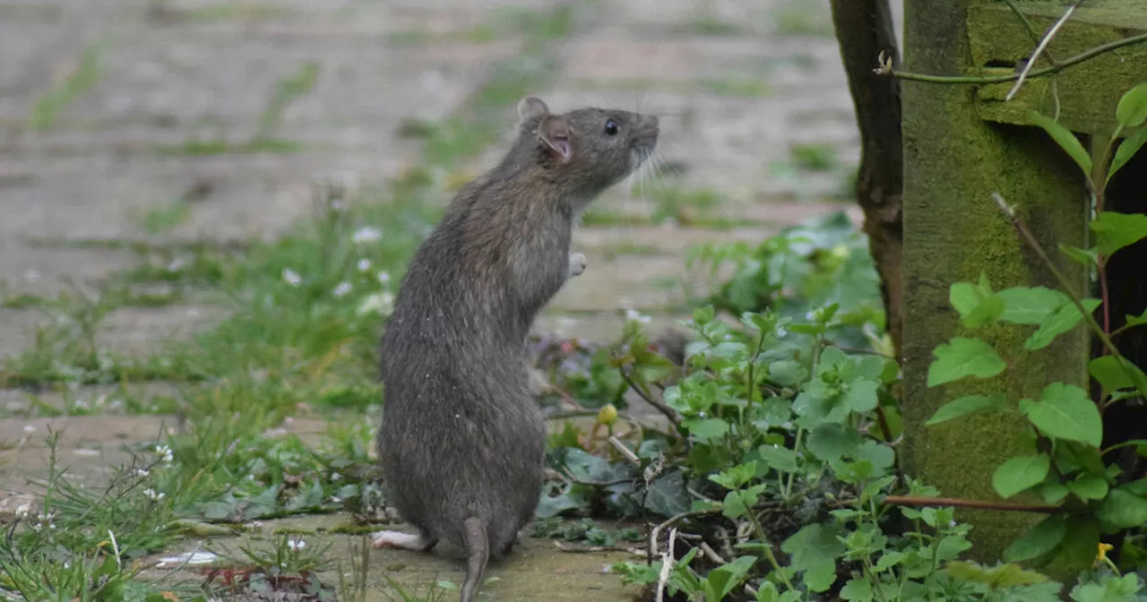 Toronto may finally start cracking down on out of control rat problem