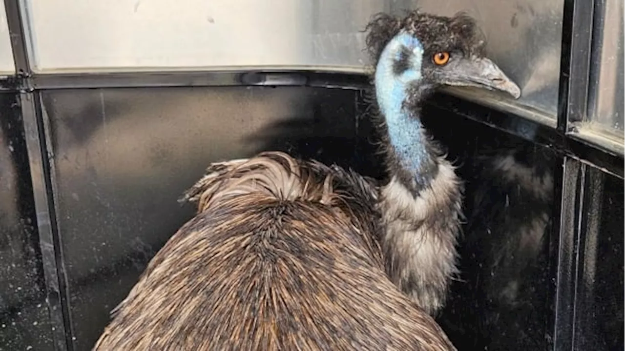 Emu named Keith finds forever home after southern Alberta highway stroll