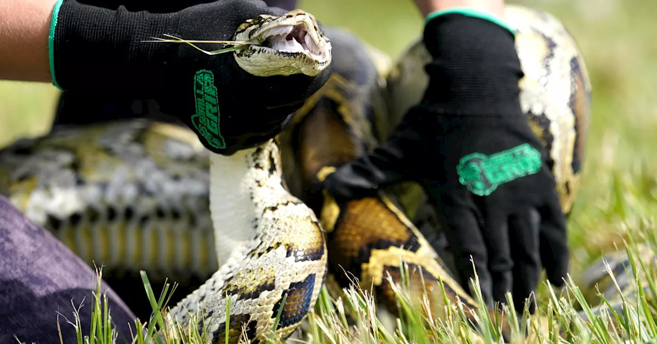 Trapper catches 17-foot Burmese python west of Fort Lauderdale in the Everglades