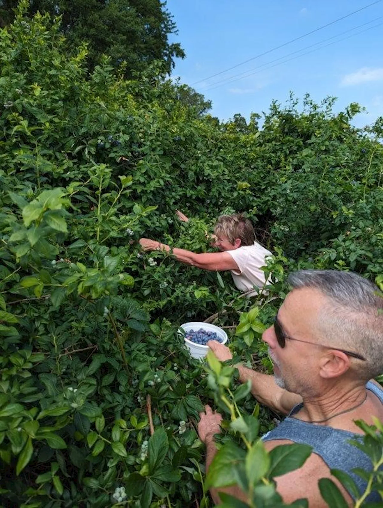 From the Farm: Oldest sister’s farm blueberry patch includes lessons from the Spenner family