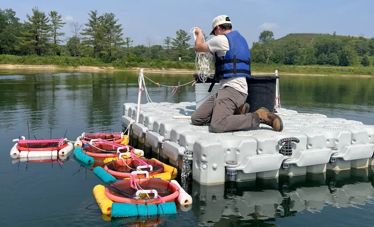 Laundry baskets full of freshwater mussels key to keeping DuPage waterways clean