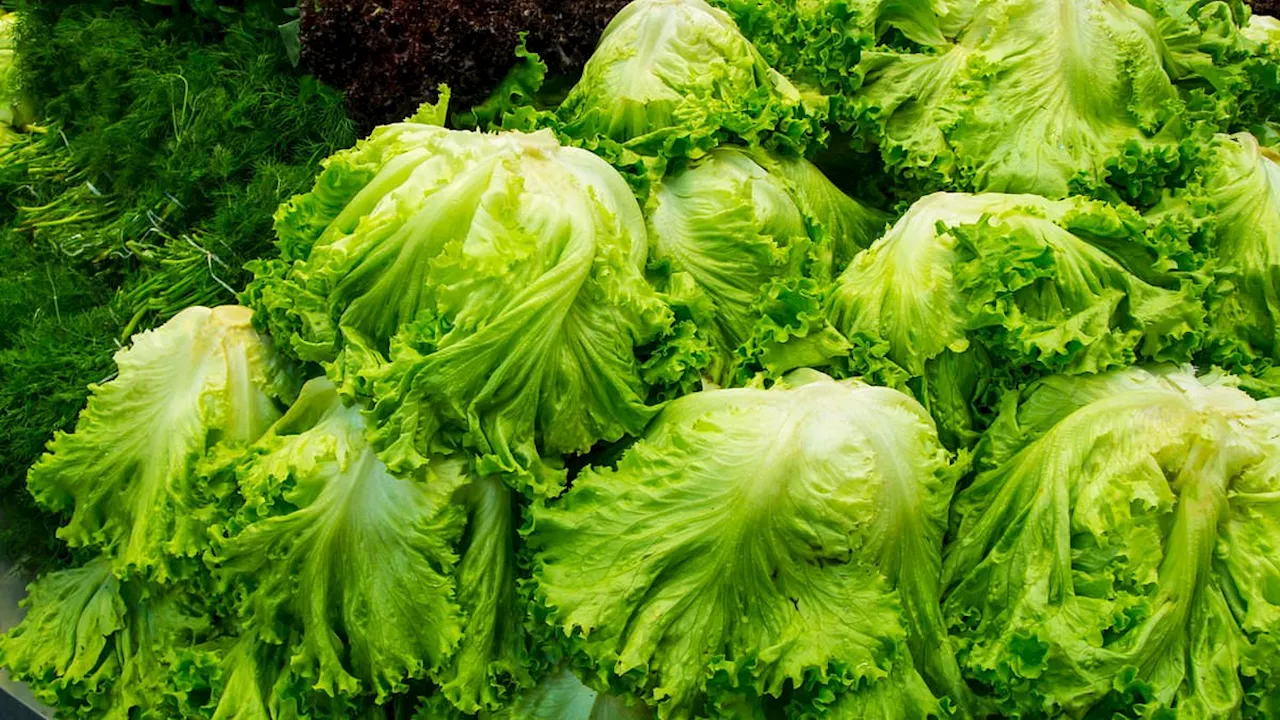 E.coli: 13 more confirmed cases of severe food poisoning linked to contaminated lettuce