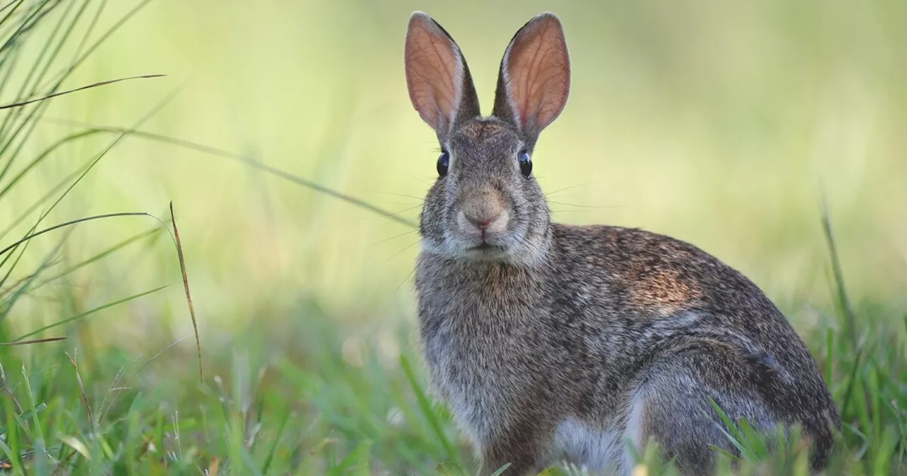 First case of tularemia found in Wheat Ridge resident, Jefferson County health officials say