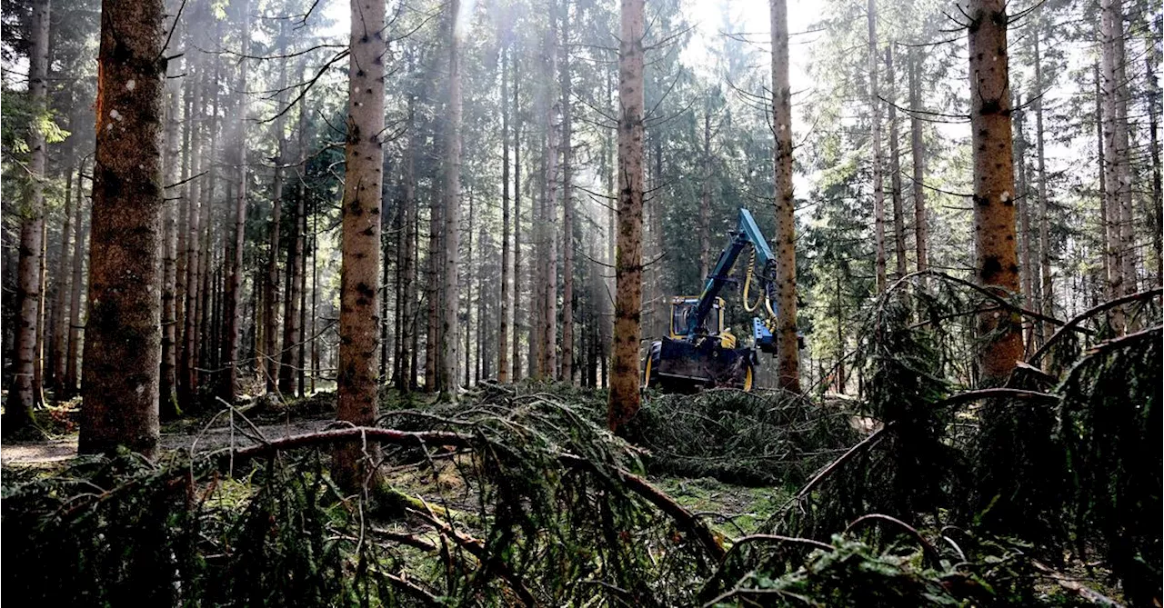 Durch Klimawandel und neue Schädlinge herrscht „massiver Druck“ auf die Wälder