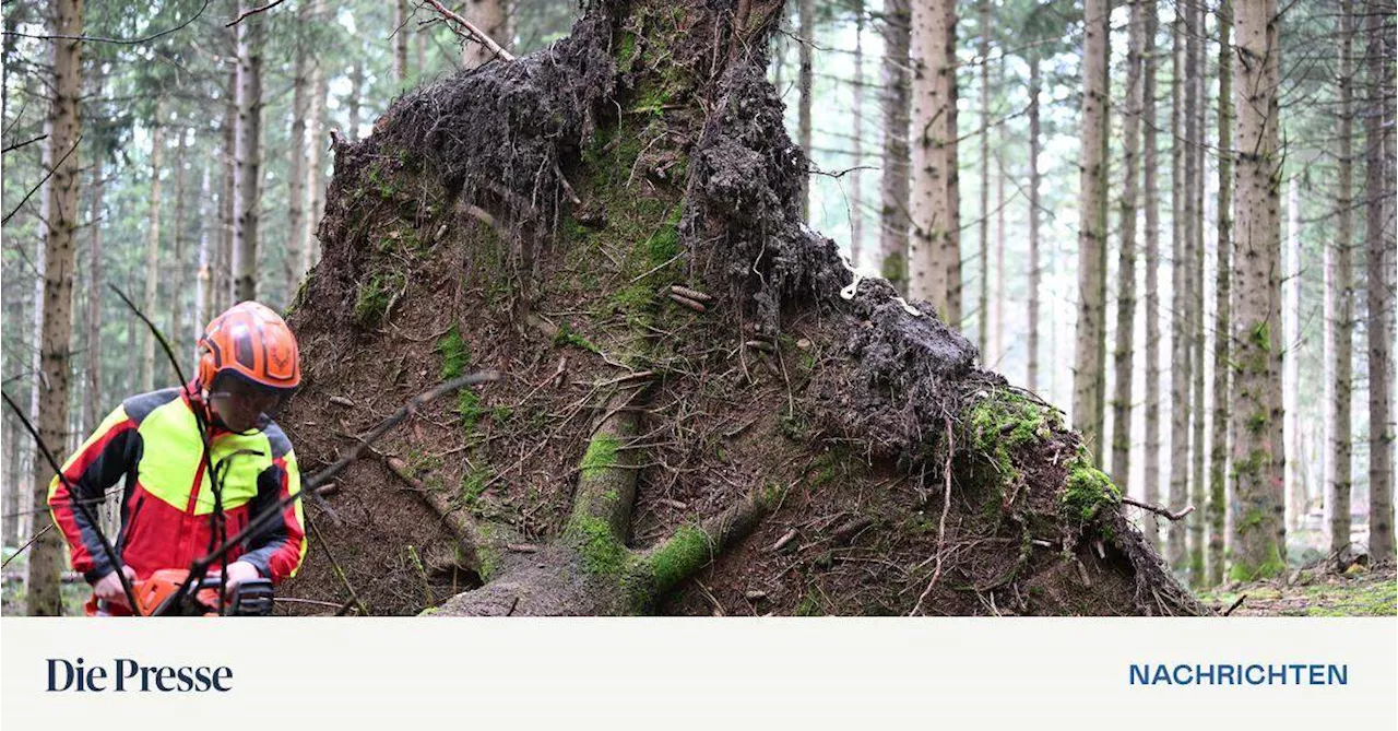 „Massiver Druck“ auf Wald durch neue Schädlinge