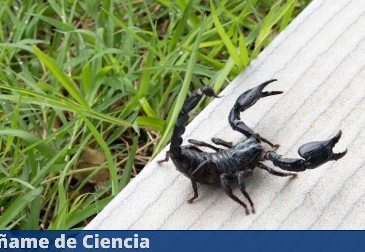 ¿Cuándo inicia la temporada de alacranes y cómo evitar que aniden dentro de casa?