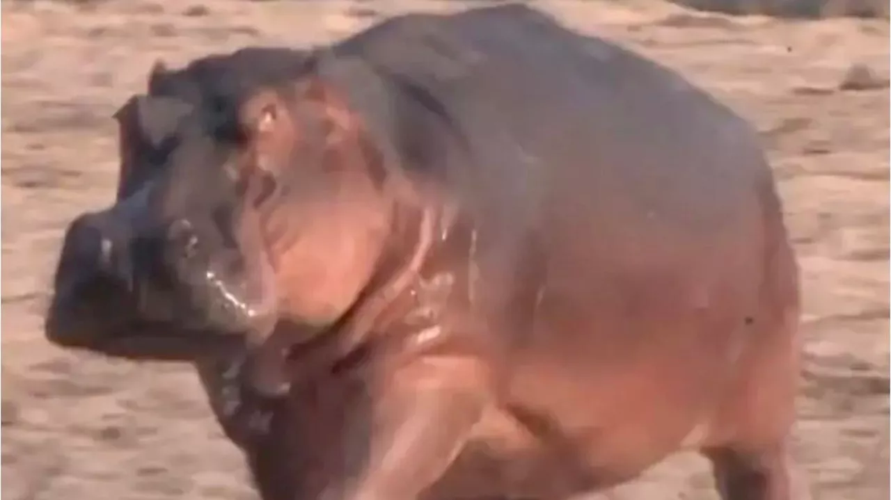 When Hippos Fly: Hippopotamuses Can Run So Fast They Become Airborne