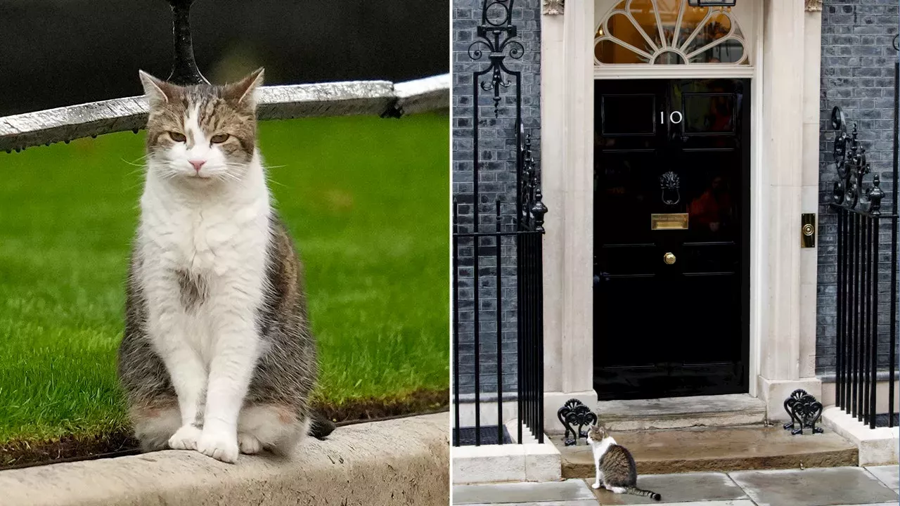 Larry The Cat The United Kingdom S Chief Mouser Outlasts Five Prime   Larry The Cat The United Kingdom S Chief Mouser Larry The Cat The United Kingdom S Chief Mouser 5E4F035CE857EE7890382B272AF403A4.webp