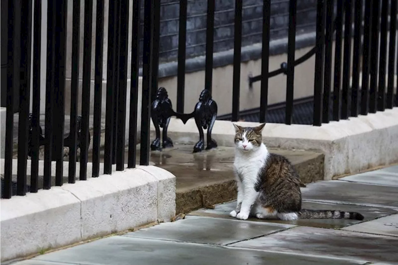 All change at Downing Street, except Larry the Cat