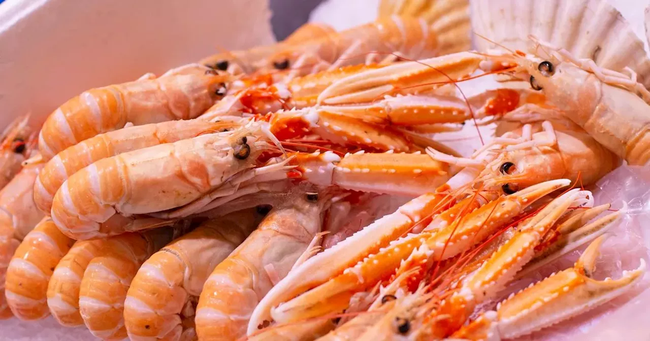 Louth man ordered to pay out €30,000 for overfishing high-value prawns