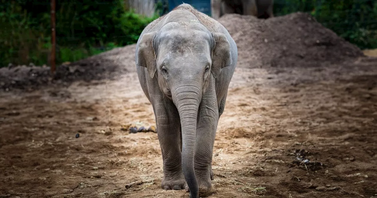 Second Dublin Zoo elephant treated for virus that killed another herd member