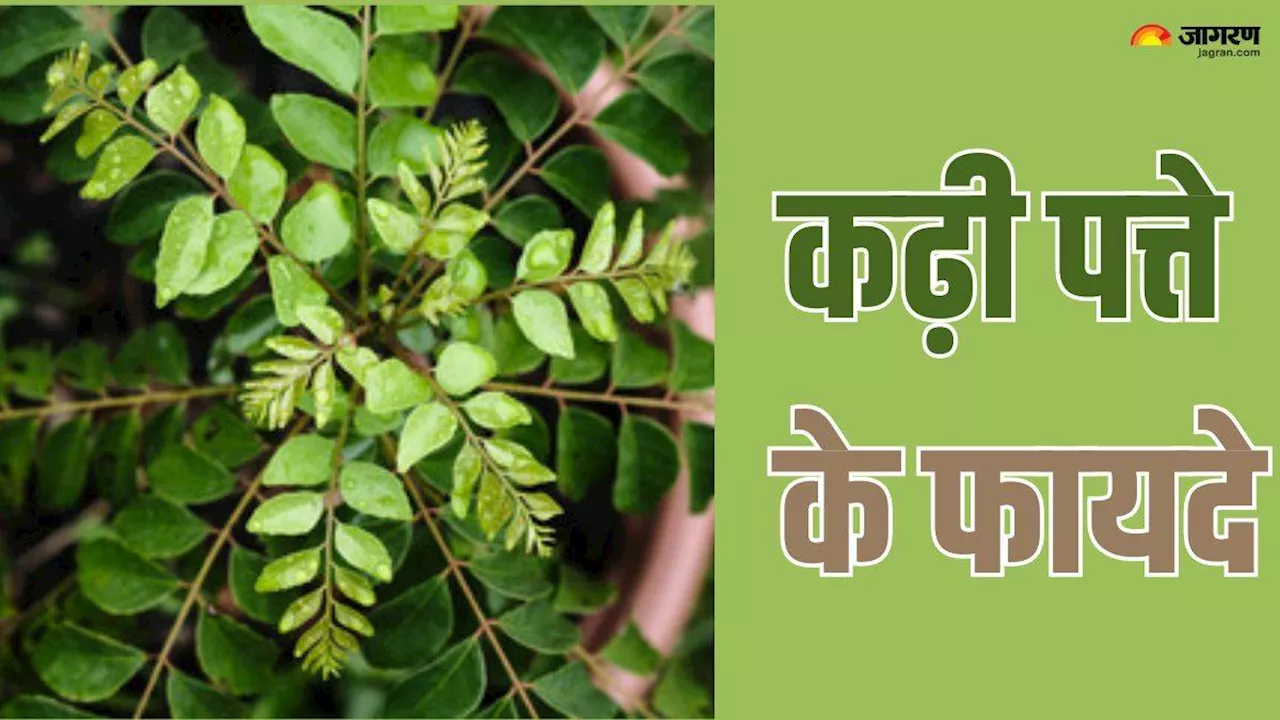 गुणों का खजाना है पोषक तत्वों से भरपूर Curry leaves, सेहत ही नहीं बालों को भी बनाता है हेल्दी