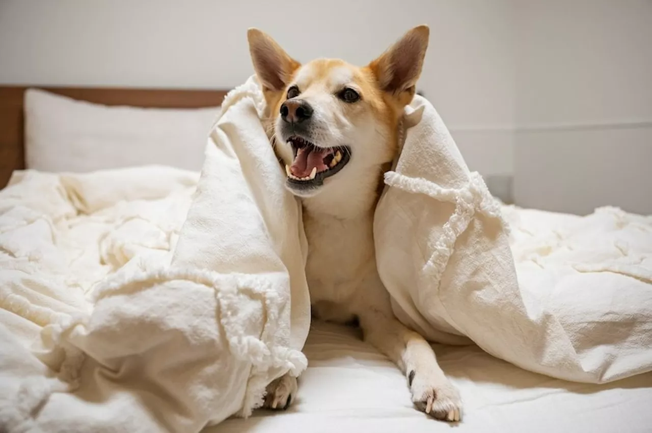 Estas são as razões pelas quais os cães se esfregam na cama antes de dormir, segundo uma psicóloga canina