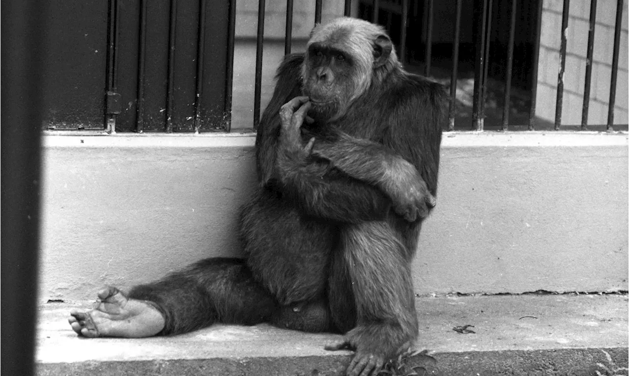 Personagem folclórico do Rio, Macaco Tião vira nome de cerveja; chimpanzé foi 'candidato' a prefeito