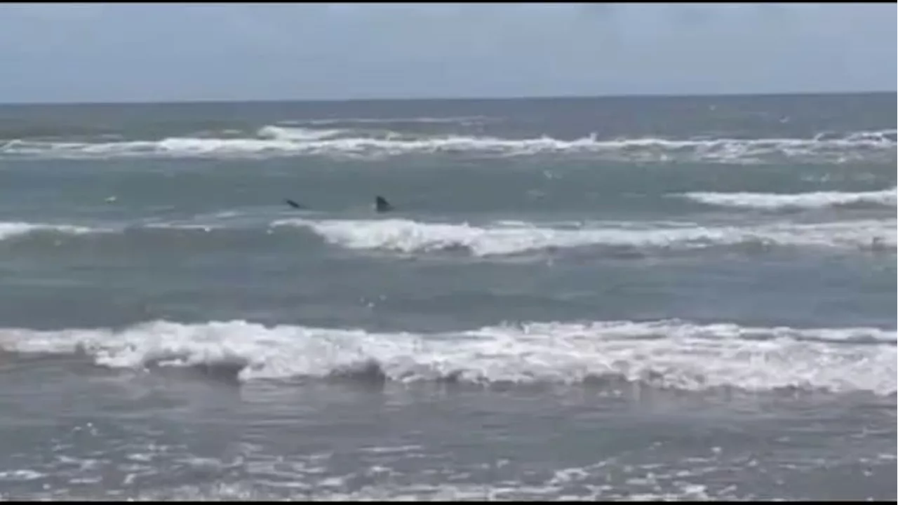 Shark attacks 4 beachgoers on South Padre Island on July 4, Texas game warden says