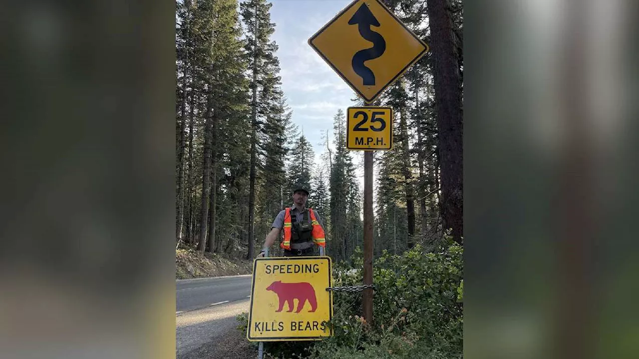 Yosemite National Park to visitors: Slow down to save the bears