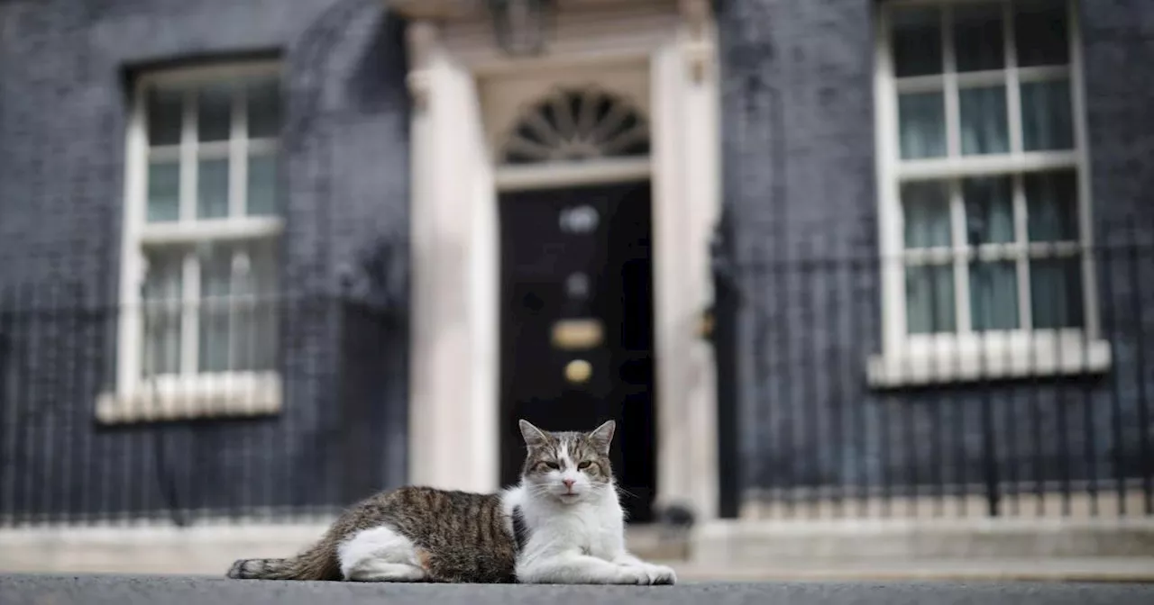 Larry the Cat: Der wahre Chef im britischen Regierungsviertel