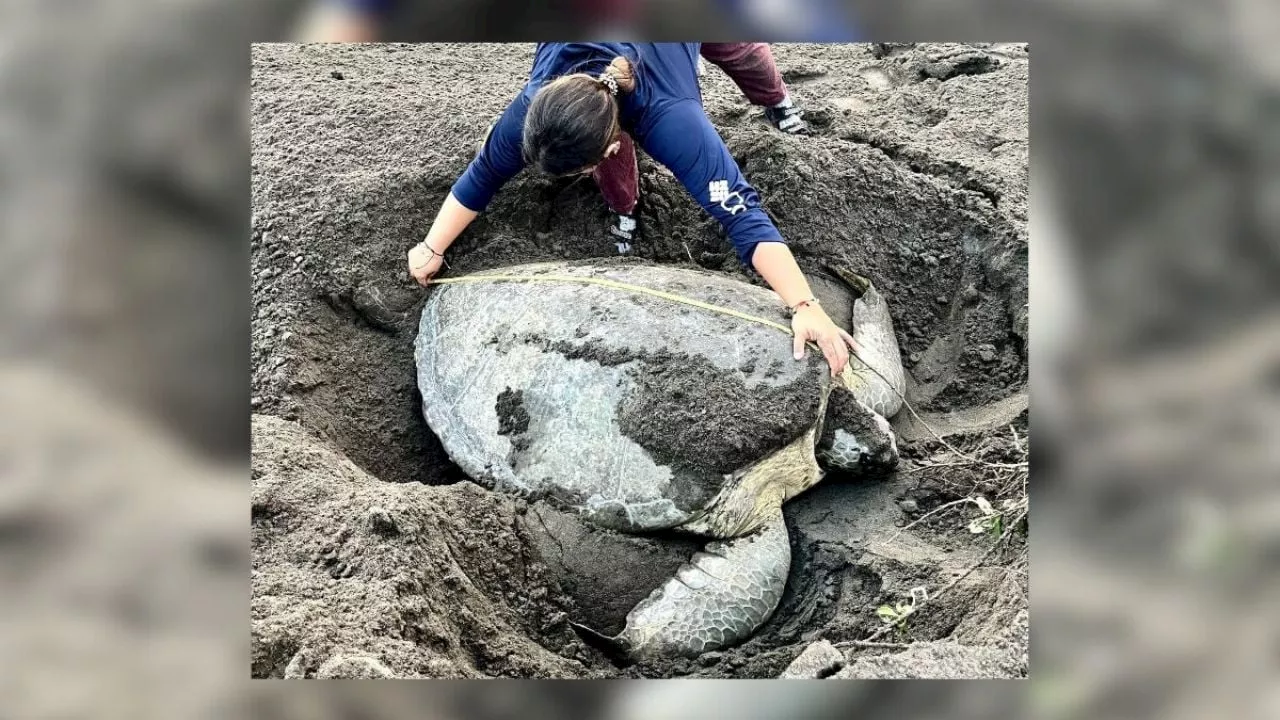 Impresionante tortuga gigante deja 135 huevos en playa al norte de Veracruz