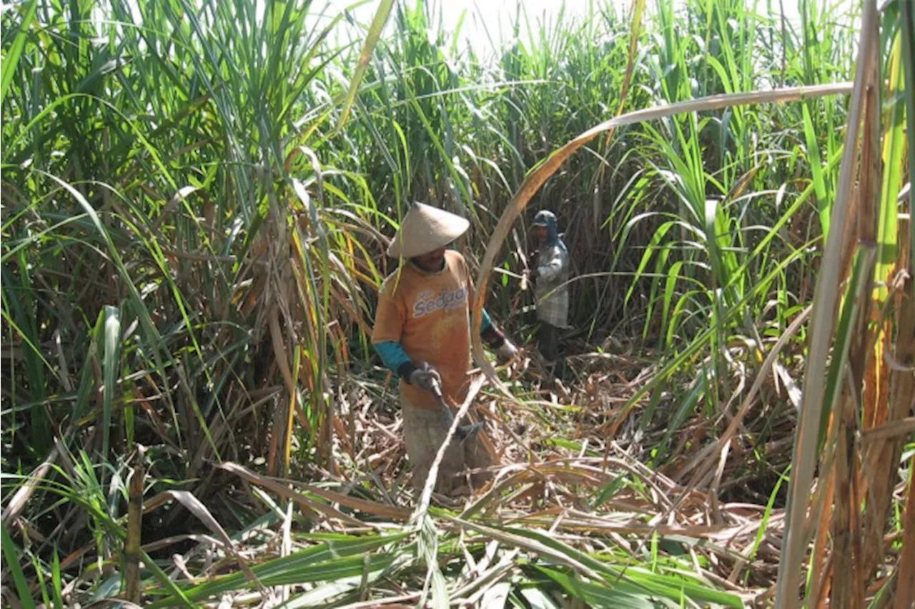 Tingkatkan Produksi Gula dengan Menjaga Harga di Tingkat Petani