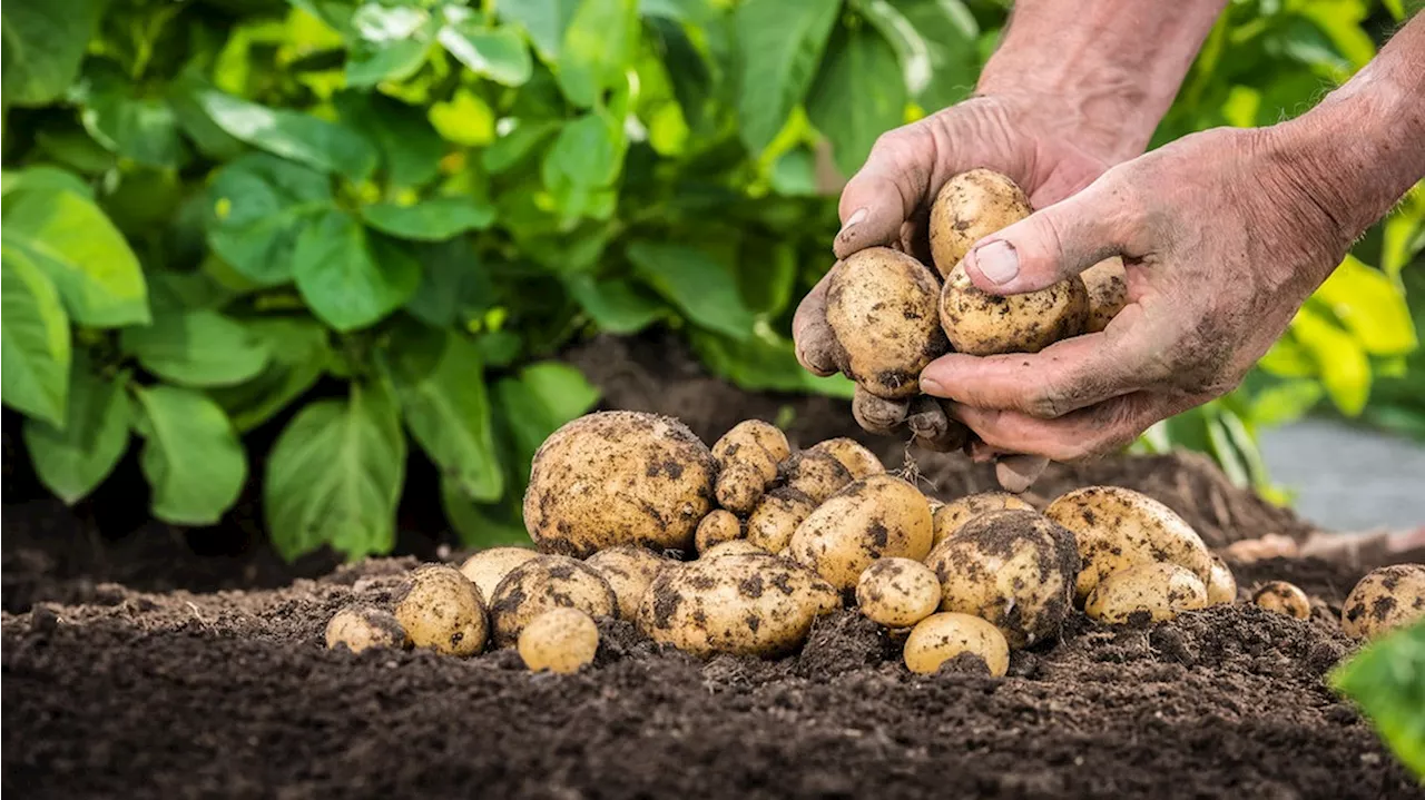 Kartoffeln ernten: Wann ist der richtige Zeitpunkt?