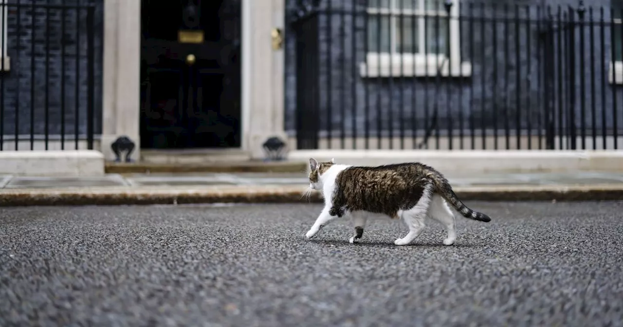 Larry the Downing Street cat's fate uncovered as Keir Starmer becomes PM