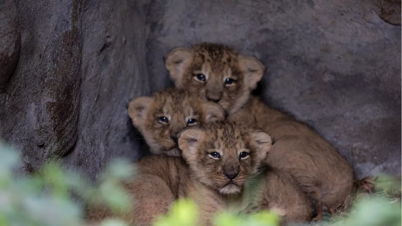 Endangered Asiatic Lion cubs born at Fota Wildlife Park