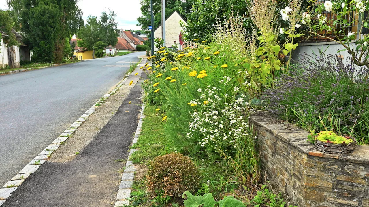 Engpass: Wullersdorfer Bauhof braucht im Sommer mehr Mitarbeiter