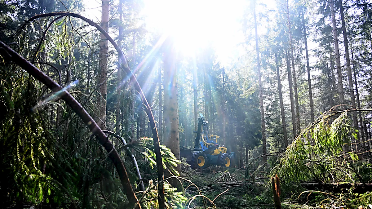 'Massiver Druck' auf Wald durch Klimawandel und Schädlinge