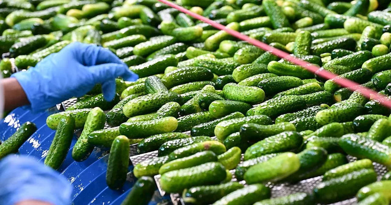 Weniger Betriebe bauen Einlegegurken an