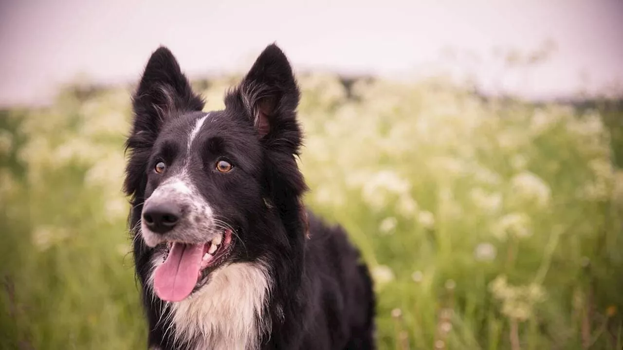 « Affreux », « ignoble » : en Corse, des chiens blessés par des saucissons piégés avec des vis