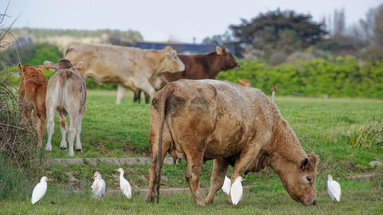 Une journée de formation réservée aux éleveurs de bovins concerant les défis climatiques à Mauron