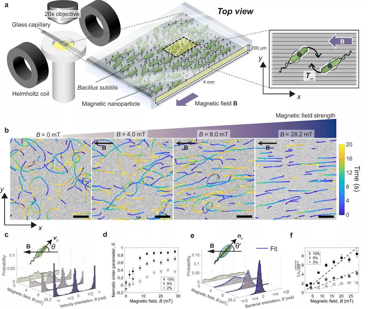 Getting bacteria into line: Physicists use magnetic fields to manipulate bacterial behavior