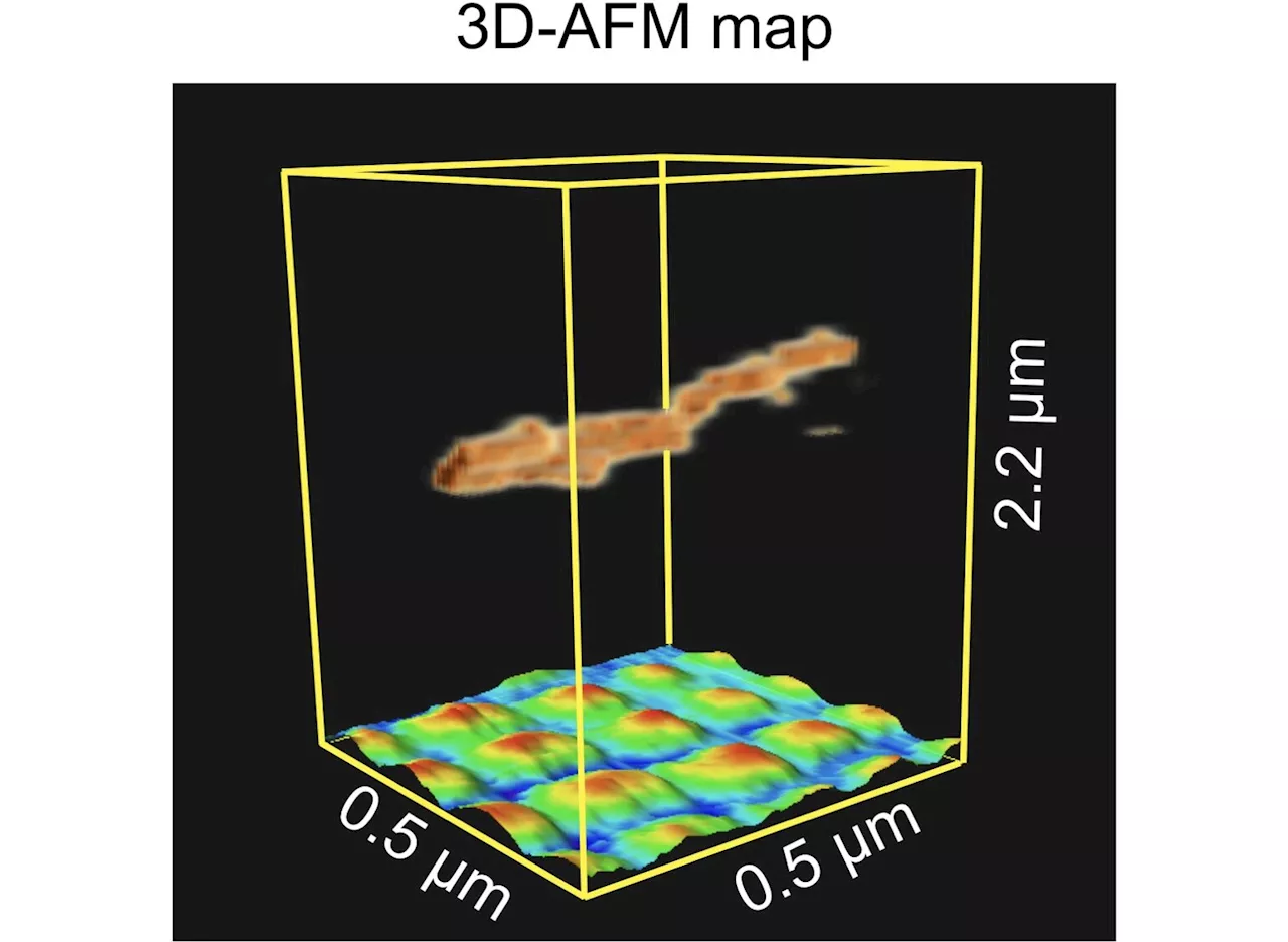 Physics News: Researchers explain the imaging mechanisms of atomic ...