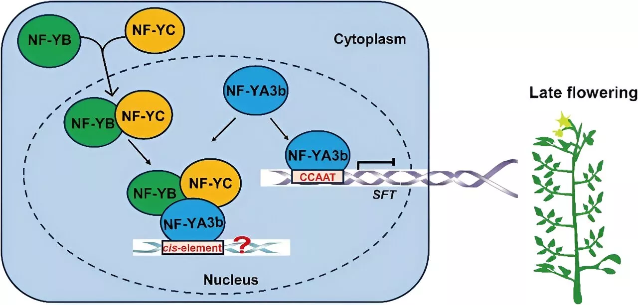 Tomato timekeeper: SlNF-YA3b gene's role in flowering time revealed