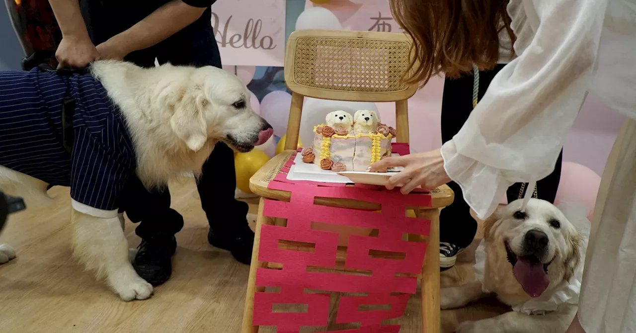 Puppy love: Canine weddings on the rise in China